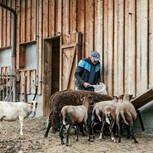 Wasti Madreiter füttert Schafe am Bio-Bauernhof Embachhof, Puradies Leogang