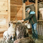 Wasti Madreiter streichelt Schaf im Stall, Bio-Bauernhof Embachhof, Puradies Leogang