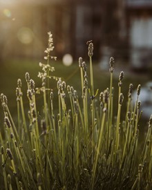 Lavendel im Gegenlicht im Kräutergarten – Naturresort Puradies, Leogang, Salzburger Land Lavendel im Gegenlicht, Kräutergarten Naturresort Puradies in Leogang