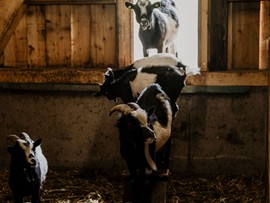 Ziegen im Stall des Bio-Bauernhofs Embachhof Ziegen im Stall des Embachhofs in Leogang
