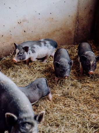 Schweine im Stroh am Embachhof des Naturresort Puradies in Leogang Schweine im Stroh am Embachhof im Naturresort Puradies Leogang