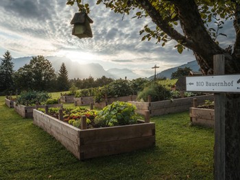 Gemüsebeete des Bio-Bauernhofs bei Sonnenaufgang mit Wegweiser – Naturresort Puradies, Leogang, Salzburger Land Gemüsebeete des Bio-Bauernhofs bei Sonnenaufgang, Puradies Leogang