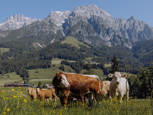 Rinderherde auf einer Wiese vor den Leoganger Steinbergen im Sommer.