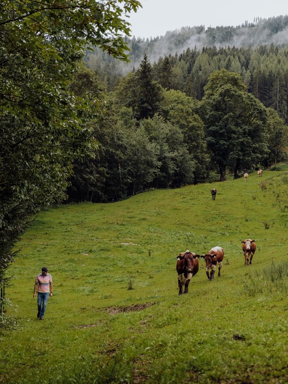 Kuhherde auf der Weide des Embachhofs im Naturresort Puradies Landwirt mit Kuhherde auf Weide des Embachhofs, Naturresort Puradies
